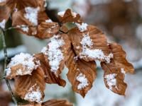 Schmelzender Neuschnee auf getrockneten Blättern